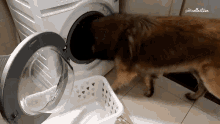 Removing Laundry Washing Machine GIF - Removing Laundry Washing Machine Dog GIFs
