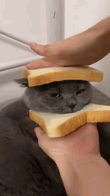 Loaf Of Cat GIF - Loaf Of Cat GIFs