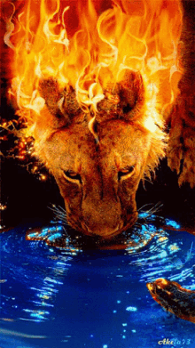leon burning lion mane of fire drinking