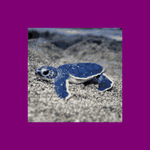Blue Turtle Turtle GIF - Blue Turtle Turtle Blue GIFs