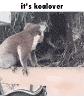 a picture of a koala with the words it 's koalover above it .