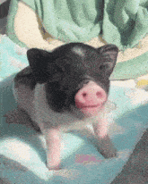 a black and white pig is sitting on a blanket