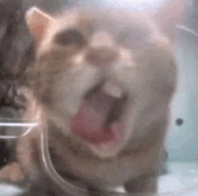 a close up of a cat with its mouth open and its tongue hanging out .