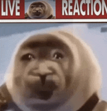 a close up of a seal 's face with a live reaction sign behind it .