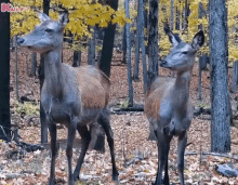 Deer Deers GIF - Deer Deers Animals Gif GIFs