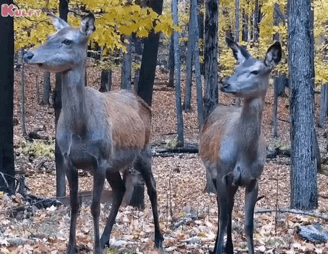 Deer Deers GIF - Deer Deers Animals Gif - Discover & Share GIFs