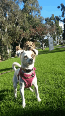 Ready Jumping GIF - Ready Jumping Dogs GIFs