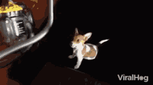 a small dog standing next to a vacuum cleaner that says viralhog on it