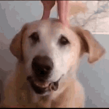 What The Dog Doin What The Dog Doing GIF - What The Dog Doin What The Dog Doing Whats Is Dog Do GIFs