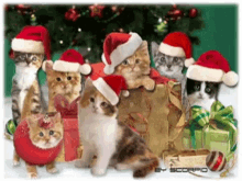 Merry Christmas Cats GIF - Merry Christmas Cats Cat GIFs