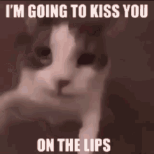 Kiss Cat GIF - Kiss Cat GIFs