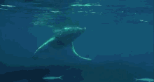 Graceful Giant GIF - Purenaturespecial Saltylove Babywhale GIFs