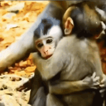 Monkey Monkey Hug GIF