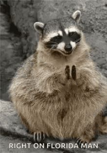 Racoon Get It GIF - Racoon Get It Floridaman GIFs