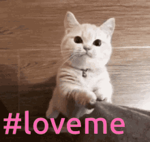 Love Me Cat GIF - Love Me Cat Cute GIFs