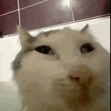a close up of a cat 's face in a bathtub looking at the camera .