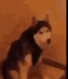 Husky Dog GIF