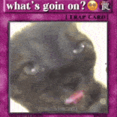 a black cat is on a purple card that says what 's goin on ? trap card .