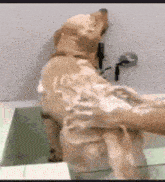 a dog is getting a bath in a sink