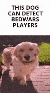 Dog Bedwars GIF - Dog Bedwars Meme GIFs