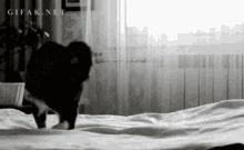 17 GIF - Cat Bed Jump GIFs