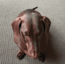 a dachshund is sitting on the floor and looking up at the camera .