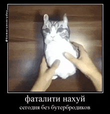 a cat is being held in someone 's hands on a wooden table .