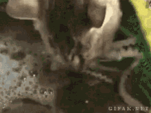Cats Octopus GIF - Cats Octopus GIFs