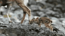 Baby Deer GIF - Deer GIFs