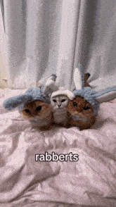 three cats wearing bunny hats are laying on a bed with the word rabberts above them