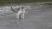 Cat Ice GIF - Cat Ice Freakout GIFs