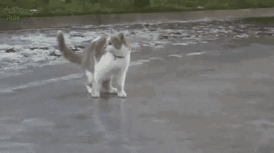 Cute Cat Gif - IceGif