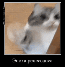 Komaru Cat GIF - Komaru Cat Renaissance GIFs