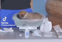 a dog is laying in a bowl on a table next to a person .