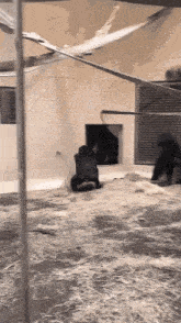 a couple of gorillas sitting on the ground in a zoo enclosure