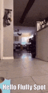 Hello Chat Cat GIF - Hello Chat Cat Fluffy Spot GIFs