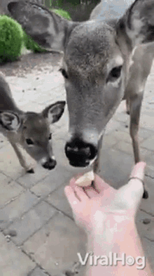 deer viralhog eating feeding hungry