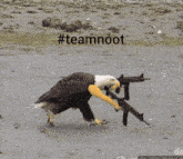 a bald eagle holding a gun with the hashtag #teamnoot on it