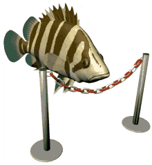 Nephy Vrunt Fishy Funnie Nephy GIF - Nephy Vrunt Fishy Funnie Nephy Vrunt GIFs