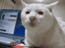 Deflecting Cat GIF - Deflecting Cat Stare GIFs