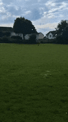 a dog wearing a harness is walking across a lush green field