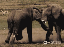Fight GIF - Elephant GIFs
