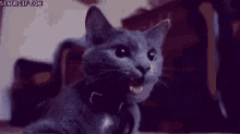 Cat Panting GIF - Cat Panting Thirsty GIFs