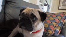 How Can You Say No To That Face? GIF - Pug Sad Puppy Eyes GIFs
