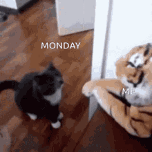Monday Cats GIF - Monday Cats Cute GIFs