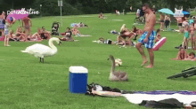Playing Goose This Is Yours GIF - Playing Goose This Is Yours I Dont Want That GIFs