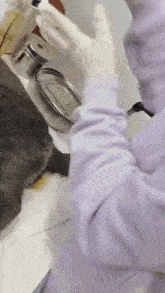 a person wearing gloves is holding a syringe in front of a gray cat .