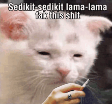 Meme Kucig GIF - Meme Kucig Sad Cat GIFs