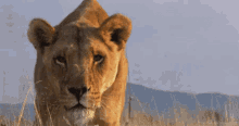 Leona Acercandose GIF - Lion Approach Into The Wild GIFs