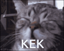 Kek Cat Kek GIF - Kek Cat Kek Cat GIFs